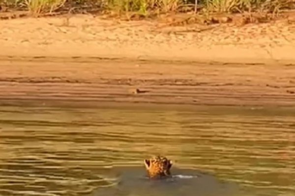 Yaguareté fue visto nadando en el río Paraná en la zona de Itá Ibaté Corrientes