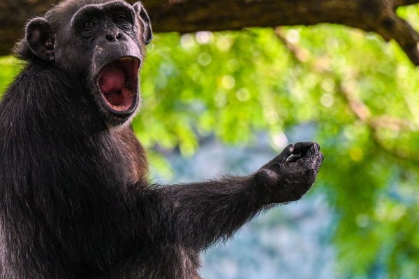 Estudio descubre que los primates tienen sentido del humor como los niños