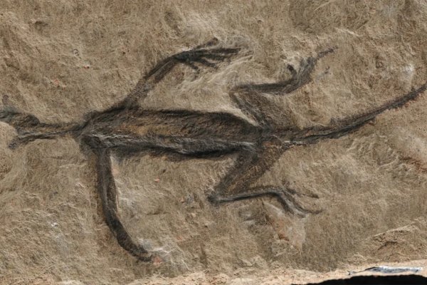 El fósil famoso en realidad es solo pintura, rocas y un par de huesos, dicen los investigadores