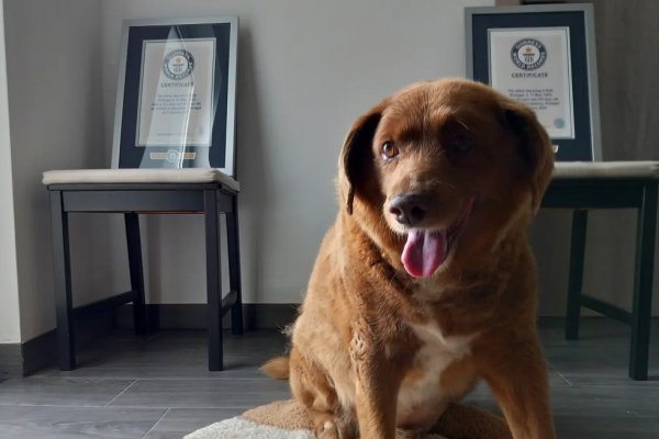 Bobi, nombrado el perro más viejo del mundo, pierde su título tras una investigación