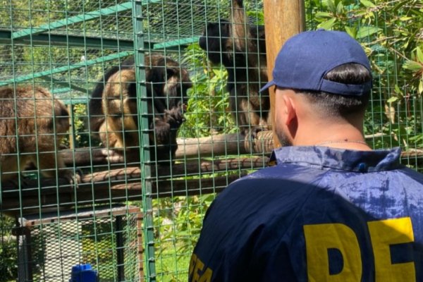 La Policía Federal rescató ejemplares de monos aulladores que estaban en cautiverio