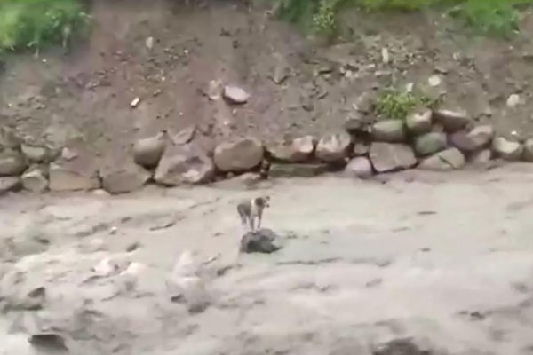 Dramático rescate de un perro atrapado por la corriente de un río