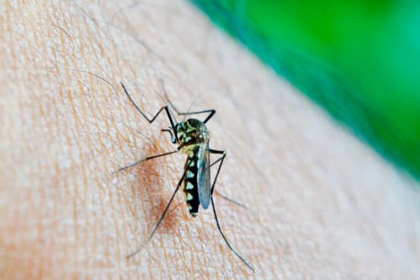 El Municipio de Bahía Blanca brindó información sobre la situación del dengue en el distrito