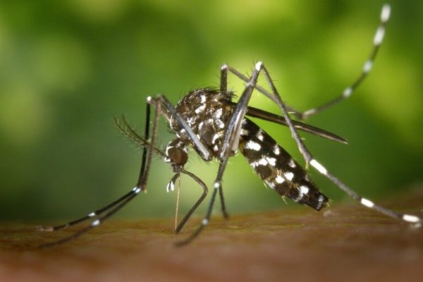Dengue: cuáles son los síntomas, cómo se transmite y cómo prevenir la enfermedad