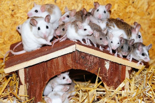 #Opinión: Raticida para sus roedores