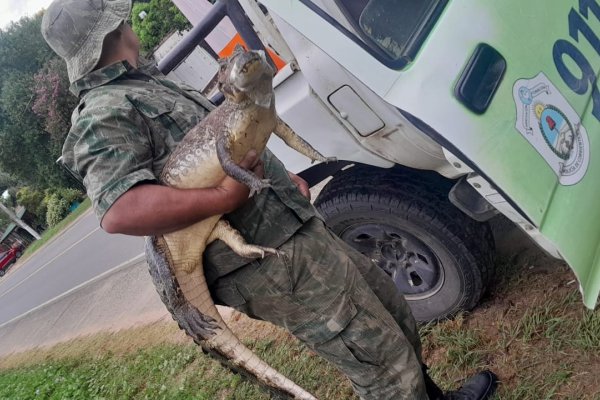 SUSTO! abrió la puerta y se encontró con un Yacaré