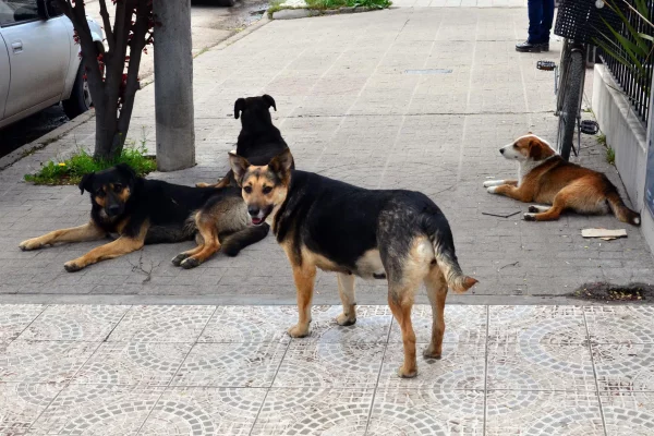 Envenenamiento masivo de perros en Mburucuyá: murieron alrededor de 100