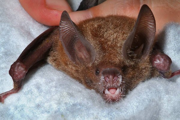 Corrientes: encuentran un murciélago con rabia en la facultad de veterinaria de la UNNe