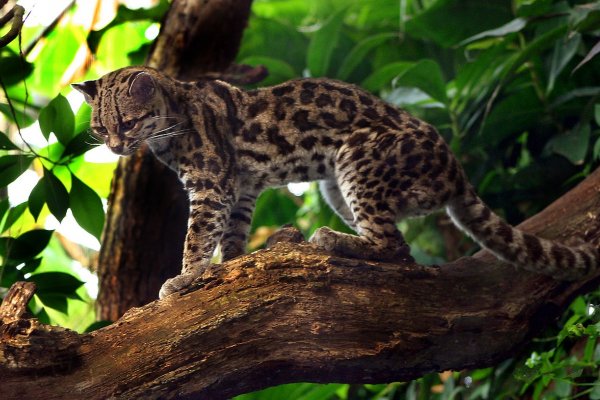 “Margay”, una especie de gato silvestre registrada por primera vez en Corrientes