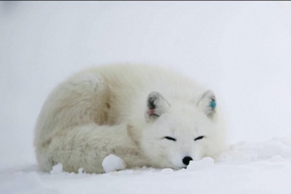 Estos zorros del ártico reciben ayuda de científicos de Noruega para salvarse de la extinción