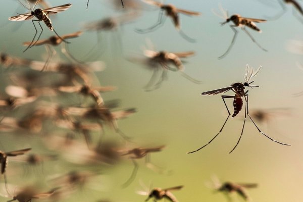 ALERTA! Los casos de dengue podrían aumenta tras el temporal en Corrientes