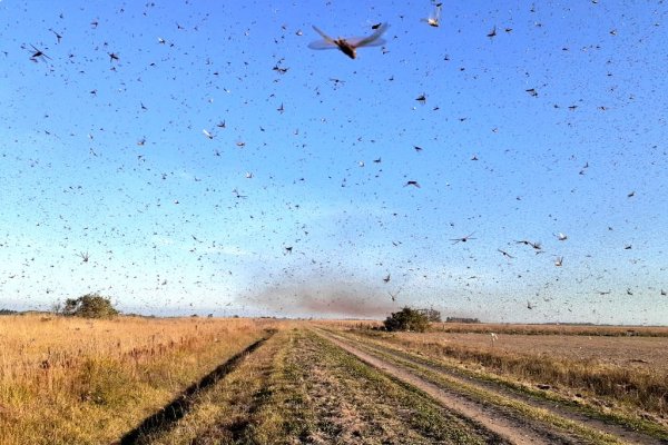 ATENCIÓN: El SENASA lanzó una alerta para el norte del país por una plaga de langostas