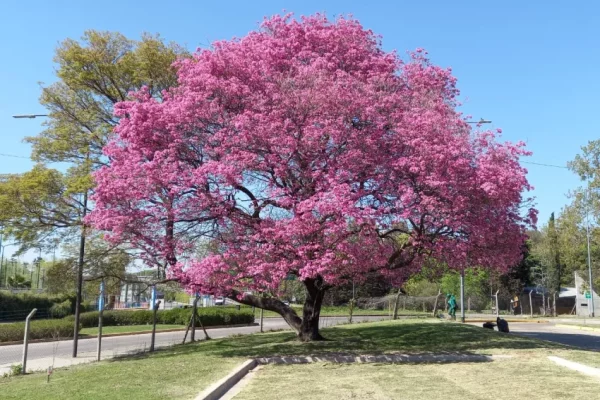 Plantan ejemplares de lapacho, ibirapitá, jacarandá y palta en las calles