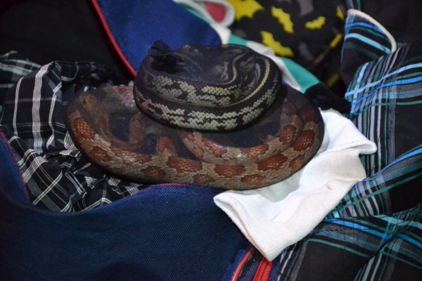 SORPRESA! Viajaba hacia Buenos Aires con serpientes, arañas en sus valijas