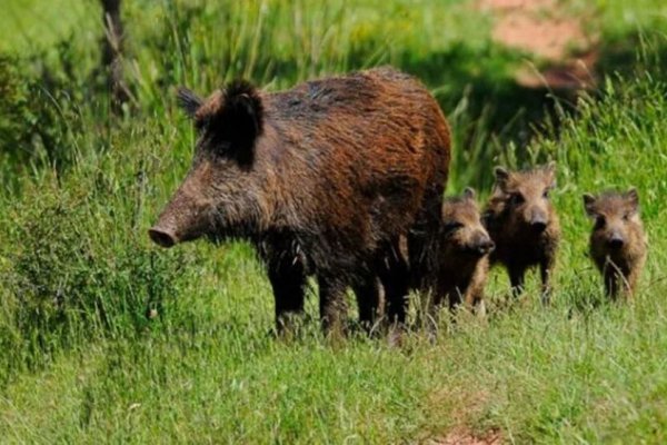 INVASORES! Relevan especies en Corrientes y Chaco