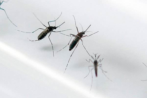 Brasil en crisis sanitaria por el dengue: una advertencia para Argentina y el mundo