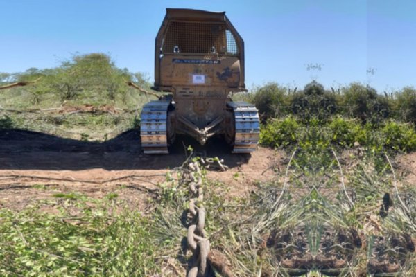BRUTAL ! Topadoras con cadenas desmontaron 500 hectáreas en Castelli Chaco