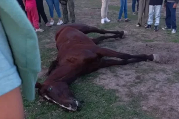 Corrientes: condenaron a cuatro hombres por la muerte de dos yeguas en una pista