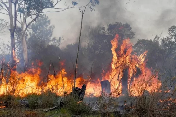 Incendio Forestal en un estero en la zona de Caá Catí