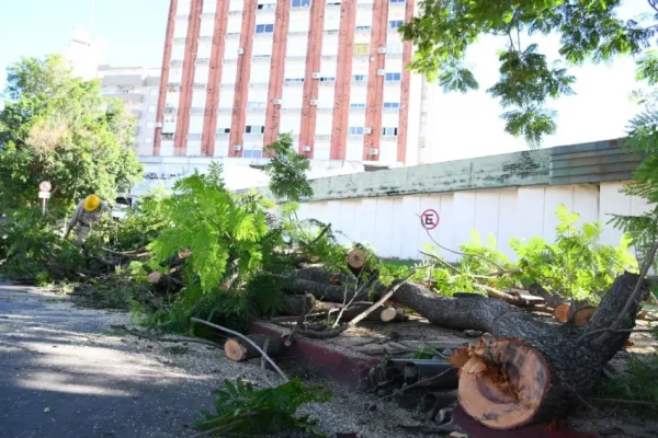 Corrientes: talan árboles con riesgo a caerse y los reponen con especies autóctonas