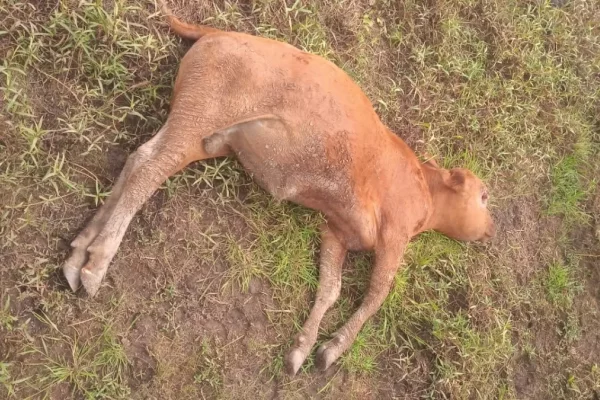 Corrientes: ingresaron a una estancia para carnear animales y a otros los mataron por gusto