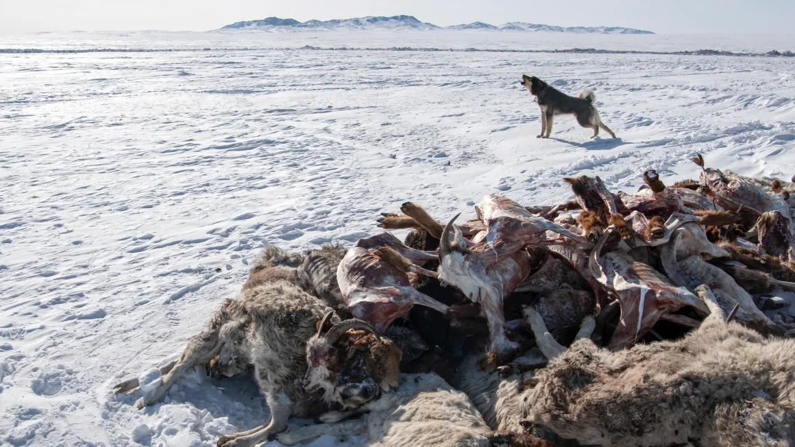 Casi 5 millones de animales murieron en el invierno más duro de Mongolia en medio siglo, dicen las agencias de ayuda