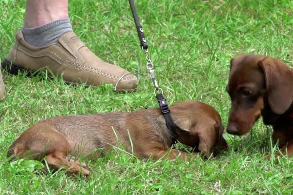 Por qué podrían prohibir al perro salchicha en Alemania