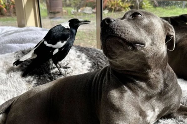 Una perra y un ave entablaron una amistad improbable. Su separación enfureció a sus seguidores