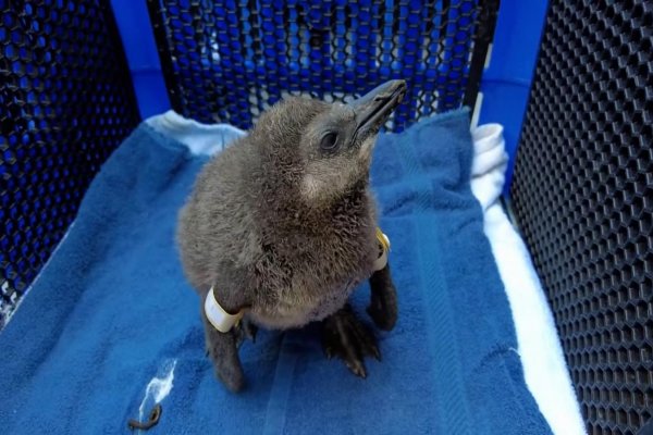 Organización de defensa de los animales lanzó una campaña para adoptar huevos de pingüino en Pascua