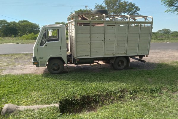 CABALLO SOBRE RUEDAS: Robaban un equino en un camión