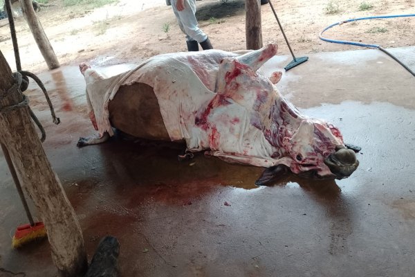 IMÁGENES: Mataron una vaca y después la quemaron