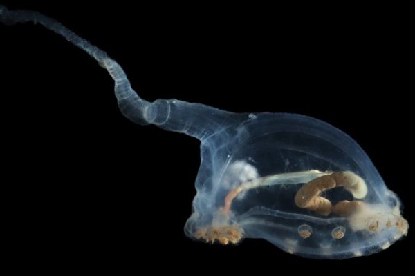 Expedición en aguas profundas captura imágenes impresionantes de criaturas marinas en la zona minera del Pacífico