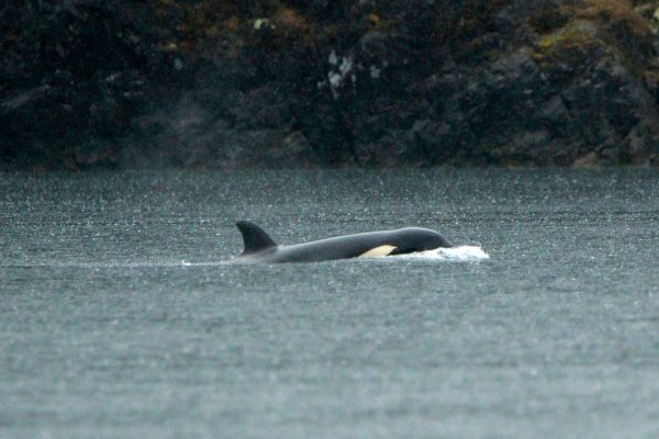 Equipos de rescate intentan salvar a una cría de orca huérfana varada en una remota laguna de la Columbia Británica