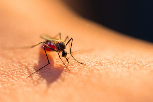 ALERTA! La Argentina rompió la barrera de los 230.000 casos de dengue y 161 muertos