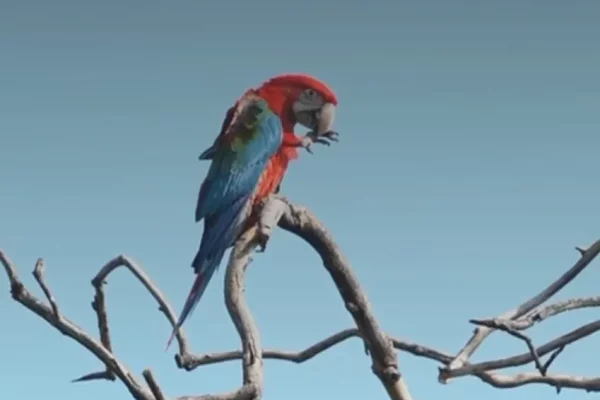 Corrientes: cuatro pichones guacamayos rojos dejaron su nido y vuelan en libertad