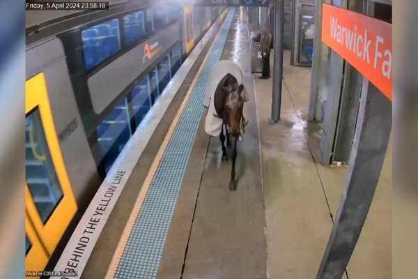 Cámaras de seguridad captan a caballo en estación de tren