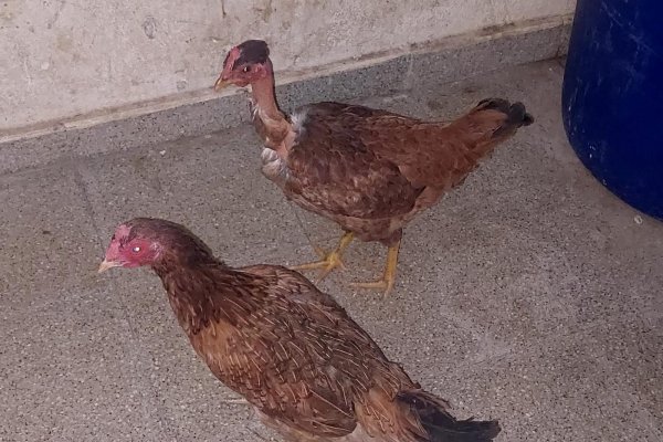 Corrientes: fueron demorados con pinza, cuchillos y dos gallinas