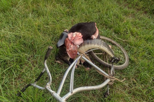 CRISIS! Llevaba parte de un búfalo y un yacaré en su bicicleta