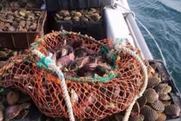 Chubut: por la marea roja prohíben el consumo de Camarones y Cabo Raso