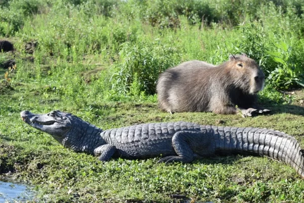 Aniversario de la reserva natural del Iberá: cumple 41 años