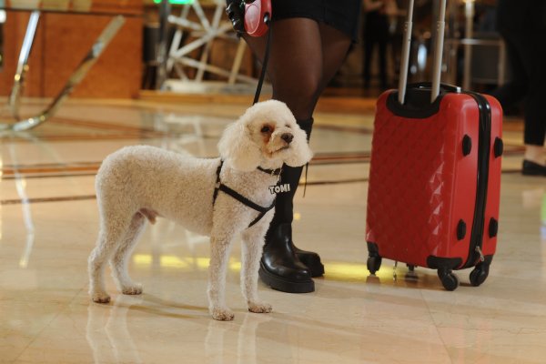 ¡GUAU! La tendencia pet friendly por la que Sheraton Buenos Aires Hotel continúa apostando