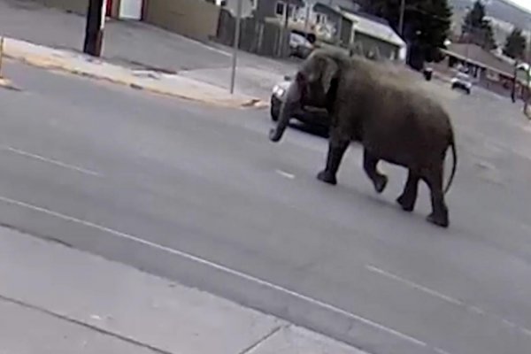Una elefanta escapa de un circo y se pierde en las calles de Montana