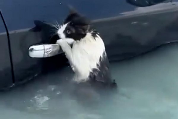 El tierno rescate de un pequeño gato atrapado en las inundaciones en Dubai