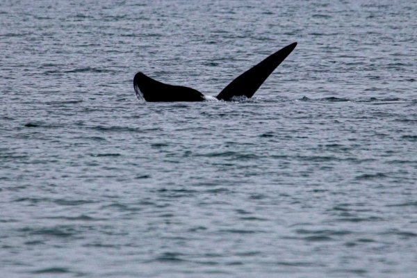 Se vieron las primeras ballenas en Puerto Madryn