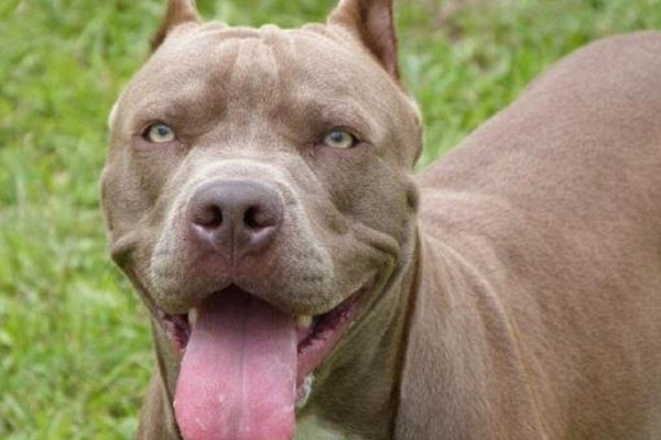 Corrientes: un pitbull atacó ferozmente a un perrito que se salvó de milagro