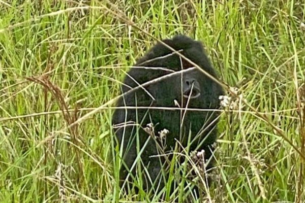 SORPRESA: Encuentran un mono Caraya en medio de la Ruta Nacional N° 12