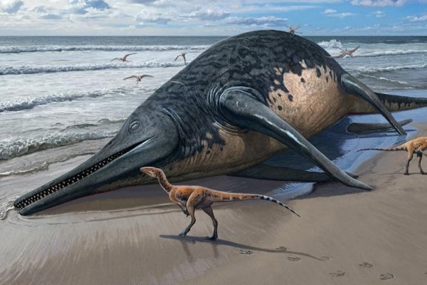 Se descubre una especie de reptil marino prehistórico tras el hallazgo de un fósil gigante