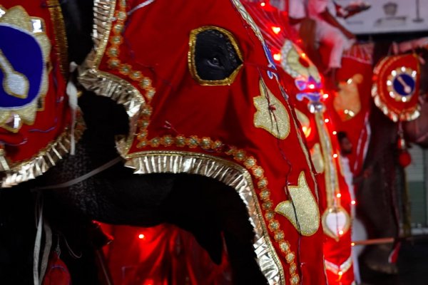 Este ritual para celebrar a los elefantes también puede causarles un gran dolor