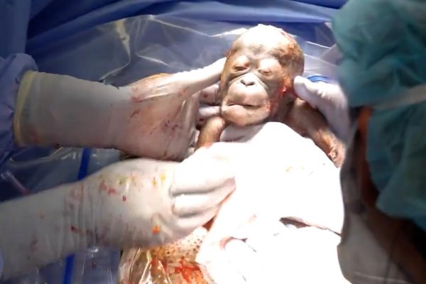 Así fue el emocionante nacimiento de una bebé orangután en peligro de extinción
