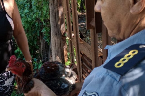 APARECIÓ EL GALLO! Robaron y la Policía devolvió a su dueña